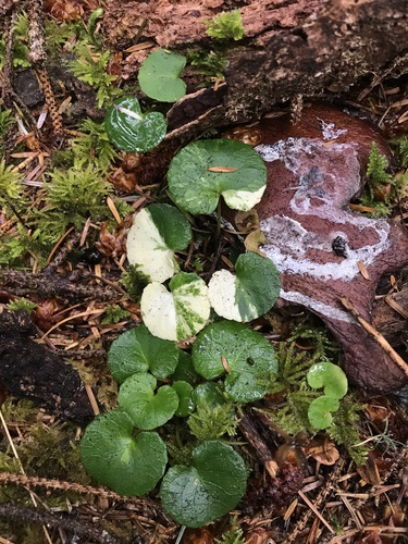 Viola sempervirens (Evergreen Yellow Violet) (alternate view 3)