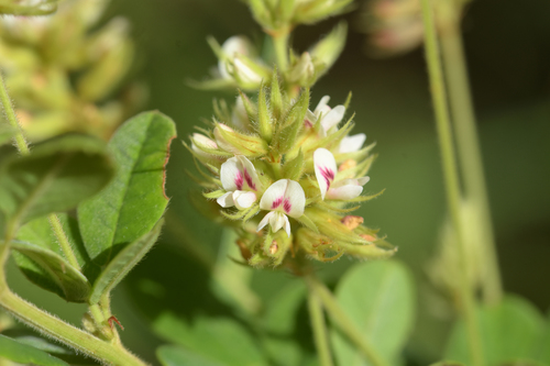 Lespedeza hirta (hairy lespedeza) (alternate view 5)