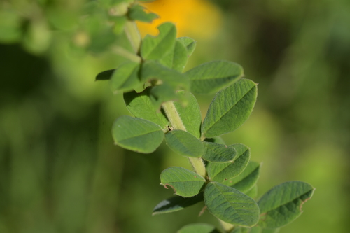 Lespedeza hirta (hairy lespedeza) (alternate view 6)