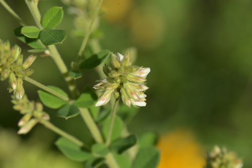 Lespedeza hirta (hairy lespedeza) (alternate view 7)