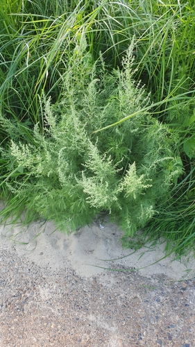 Artemisia abrotanum (Southernwood)
