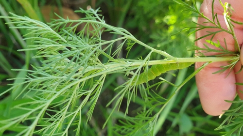 Artemisia abrotanum (Southernwood)