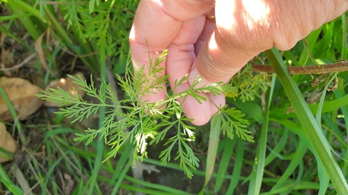 Artemisia abrotanum (Southernwood)