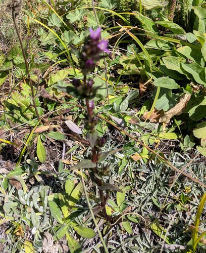 Gentianella amarella (autumn gentian)