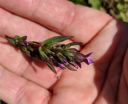 Gentianella amarella (autumn gentian)