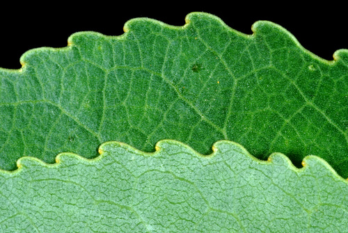 Populus × acuminata (lanceleaf cottonwood)