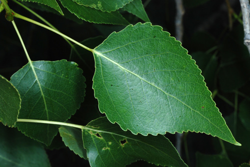 Populus × acuminata (lanceleaf cottonwood) (alternate view 3)