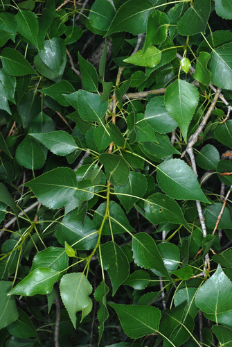 Populus × acuminata (lanceleaf cottonwood) (alternate view 5)