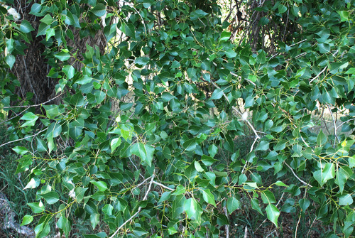 Populus × acuminata (lanceleaf cottonwood) (alternate view 6)