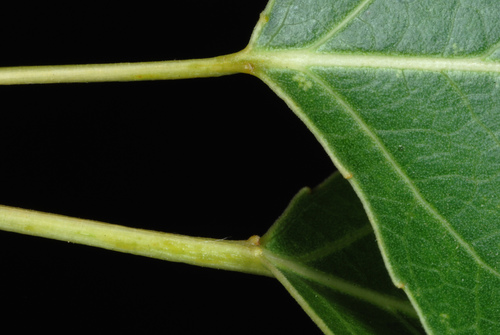 Populus × acuminata (lanceleaf cottonwood) (alternate view 4)