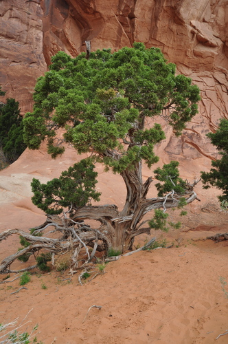 Juniperus osteosperma (Utah Juniper) (alternate view 4)