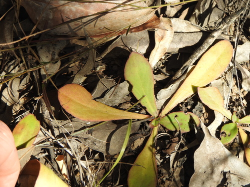 Goodenia mystrophylla (wild pansies) (alternate view 2)