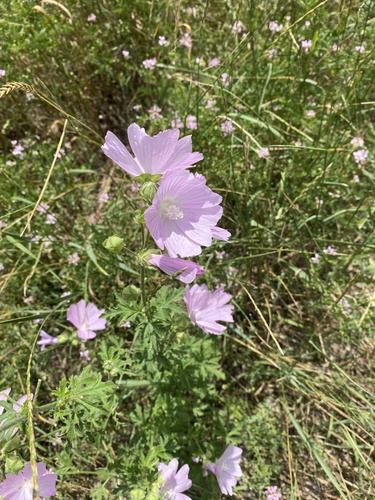 Malva moschata (musk mallow) (alternate view 3)