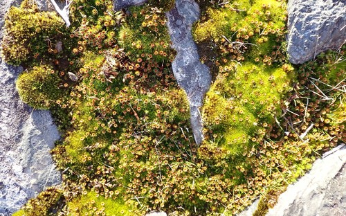 Polytrichum juniperinum (juniper haircap moss)