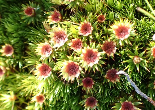 Polytrichum juniperinum (juniper haircap moss)