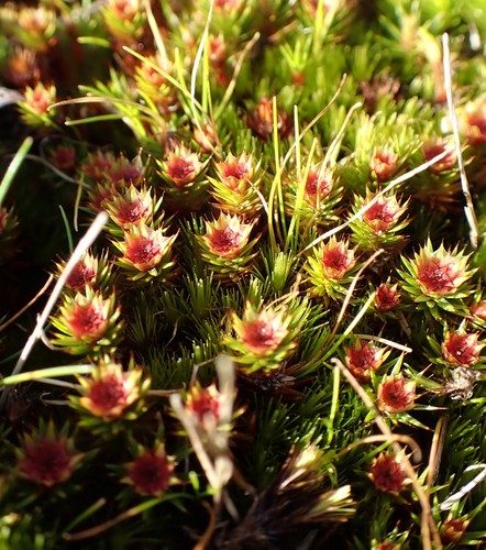 Polytrichum juniperinum (juniper haircap moss)