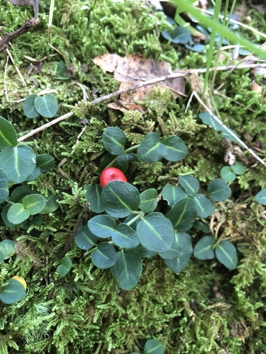 Mitchella repens (partridgeberry)