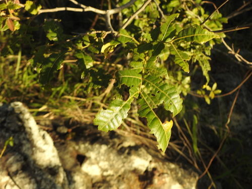 Alectryon tomentosus (Hairy Alectryon) (alternate view 8)