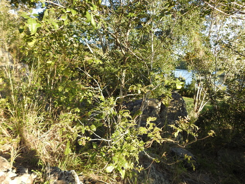 Alectryon tomentosus (Hairy Alectryon) (alternate view 9)