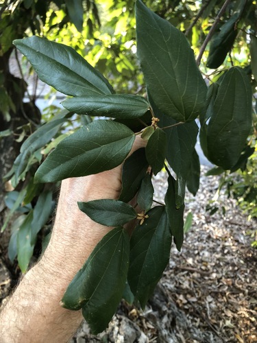 Mallotus philippensis (Kamala) (alternate view 6)