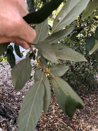Mallotus philippensis (Kamala) (alternate view 7)