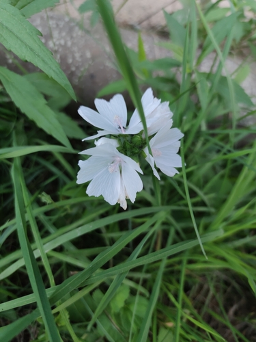 Malva moschata (musk mallow) (alternate view 5)