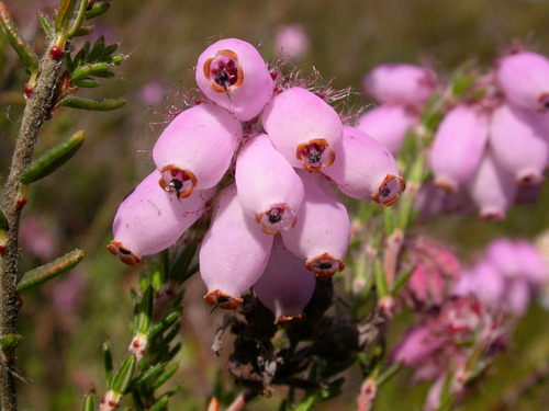 Erica tetralix (Cross-leaved Heath)