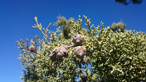 Hesperocyparis arizonica (Arizona Cypress) (alternate view 2)