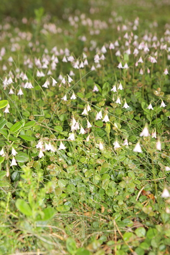 Linnaea borealis (twinflower)