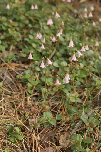Linnaea borealis (twinflower) (alternate view 2)