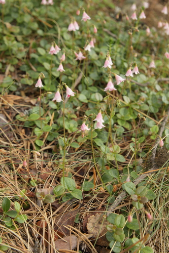 Linnaea borealis (twinflower) (alternate view 3)