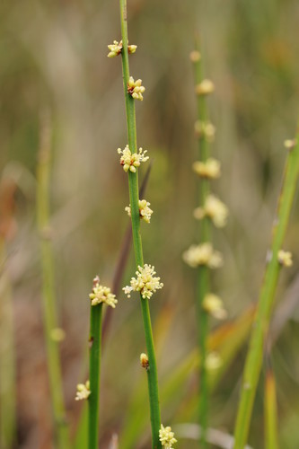 Amperea xiphoclada (Broom Spurge) (alternate view 2)