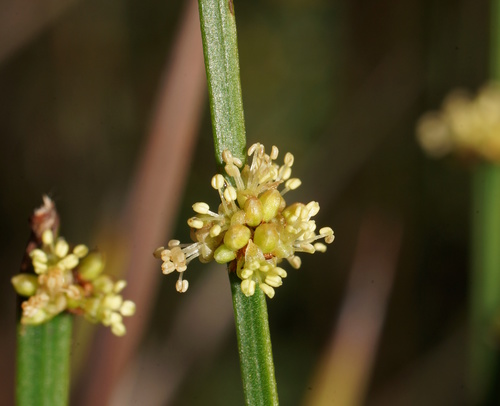 Amperea xiphoclada (Broom Spurge)