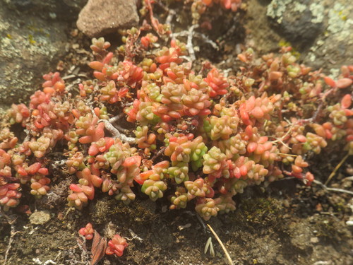 Sedum anglicum (English Stonecrop)