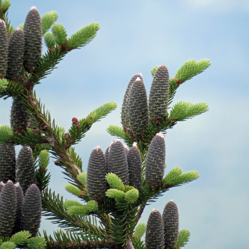 Abies balsamea (Balsam Fir)