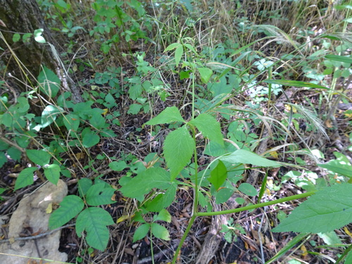Cryptotaenia canadensis (honewort) (alternate view 2)