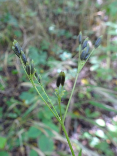 Cryptotaenia canadensis (honewort) (alternate view 3)