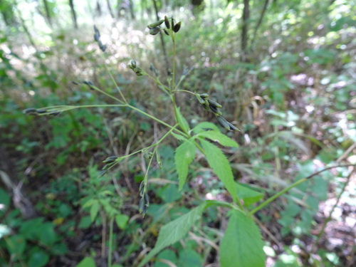 Cryptotaenia canadensis (honewort) (alternate view 4)