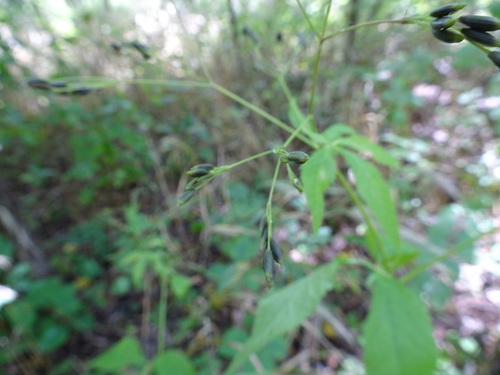 Cryptotaenia canadensis (honewort) (alternate view 5)