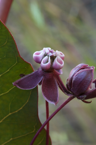 Asclepias cordifolia (heart-leaf milkweed)