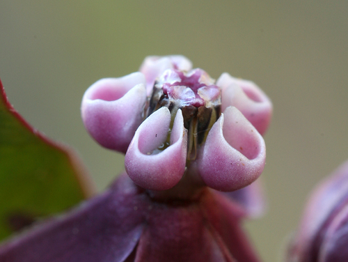 Asclepias cordifolia (heart-leaf milkweed) (alternate view 2)