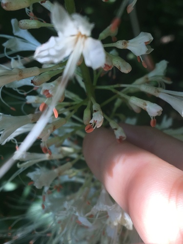 Aesculus parviflora (Bottlebrush Buckeye)