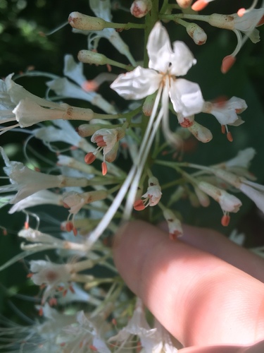 Aesculus parviflora (Bottlebrush Buckeye)