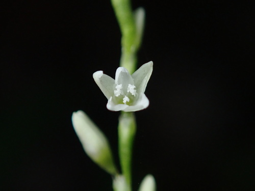 Persicaria hydropiperoides (swamp smartweed) (alternate view 3)