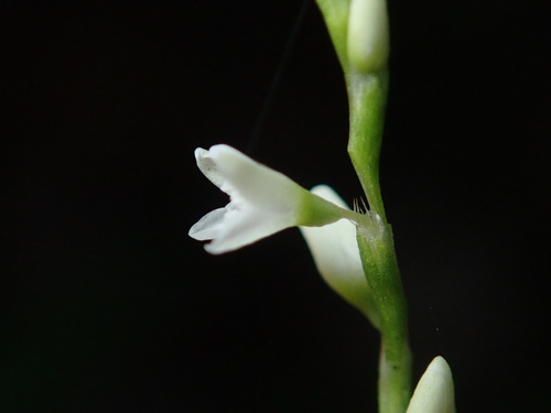 Persicaria hydropiperoides (swamp smartweed) (alternate view 4)