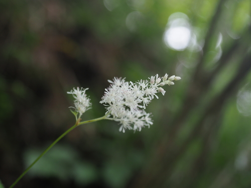 Astilbe (false goat's beards) (alternate view 9)