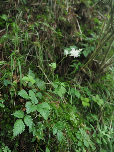 Astilbe (false goat's beards) (alternate view 10)