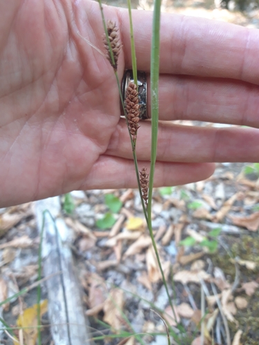 Carex flacca (Blue Sedge)