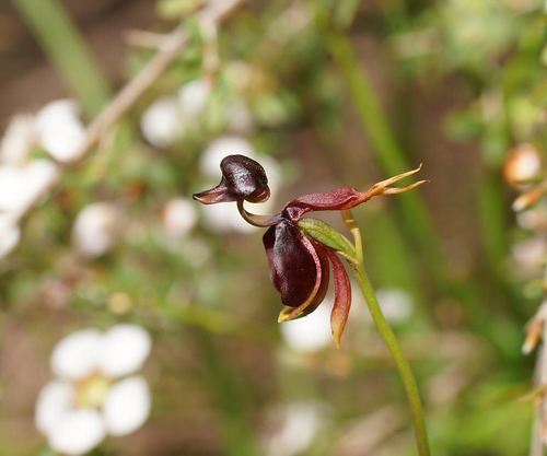 Caleana major (Large Flying Duck Orchid) (alternate view 7)
