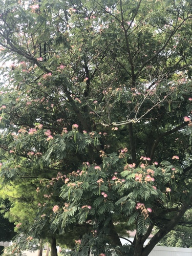 Albizia julibrissin (silk tree) (alternate view 6)